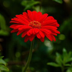 Red flower of gerbera close up. Gerbera ( lat. Gerbera ) is a genus of perennial herbs of the Aster family