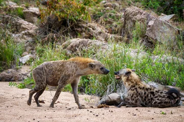 Fotobehang Hyena Spotted hyena or laughing hyena (Crocuta crocuta) showing submissive behaviour by flattening the ears and showing teeth. Mpumalanga. South Africa.  © Roger de la Harpe