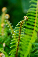 Green background of exotic leaves close-up. Natural green background