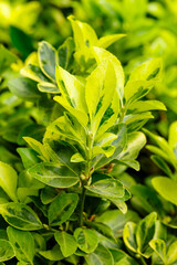 Euonymus is a genus of woody plants in the Euonymous family 