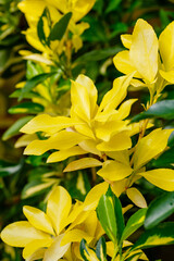 Euonymus is a genus of woody plants in the Euonymous family