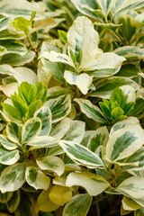 Obraz premium Euonymus is a genus of woody plants in the Euonymous family