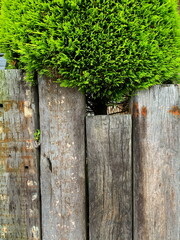 カーデニング枕木で作った壁Wall made of gardening sleepers