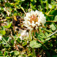 bumblebee on a flower
