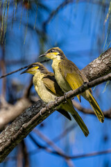 Varied Honeyeater in Queensland Australia