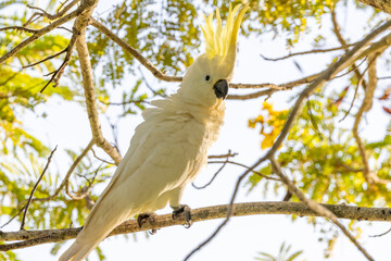 Sulphur-crested Cockatoo in Queensland Australia