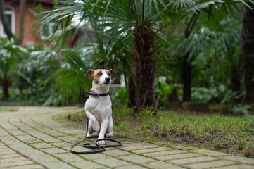 Jack Russell Terrier sits alone in the park under a palm tree. A lost dog is waiting for its owner.