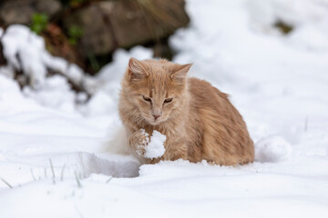Naklejka na ściany i meble Kleine süße Katze spielt im Schnee