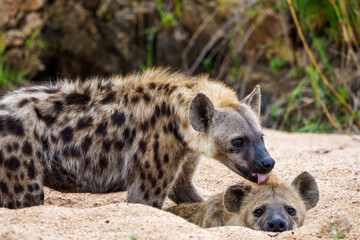 Spotted hyena or laughing hyena (Crocuta crocuta). Kruger National Park. Mpumalanga. South Africa.