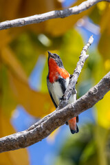 Mistletoebird in Queensland Australia