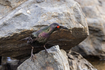 Metallic Starling  in Queensland Australia