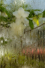  Greenhouse window covered with water droplets. Water condensation on the windows. Waterdrops on glass