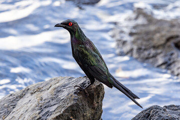 Metallic Starling  in Queensland Australia