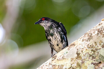 Metallic Starling  in Queensland Australia