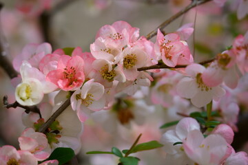 春に可愛い花を咲かせるボケ（バラ科）