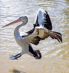 Australian Pelican in Queensland Australia