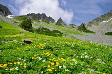 花咲く北アルプス 涸沢カール