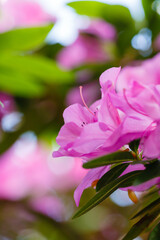 Fototapeta premium Beautiful flowering of azaleas close up. Azalea is the collective name of some flowering plant species from the genus Rhododendron