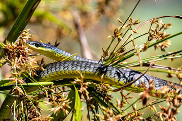 Australian Green Tree Snake in Queensland Australia