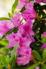Beautiful flowering of azaleas close up. Azalea is the collective name of some flowering plant species from the genus Rhododendron