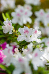 Beautiful flowering of azaleas close up. Azalea is the collective name of some flowering plant species from the genus Rhododendron