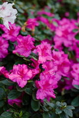  Beautiful flowering of azaleas close up. Azalea is the collective name of some flowering plant species from the genus Rhododendron