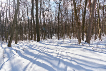 Snowy road in the winter forest.