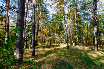 Fototapeta premium Golden autumn time in a wonderful forest.