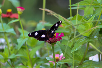 Obraz na płótnie Canvas a butterfly perched on a zinnia flower