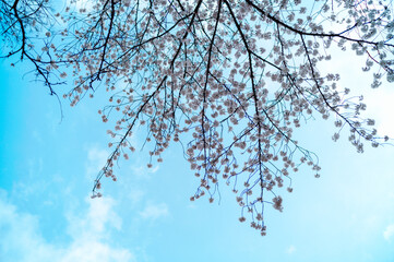 桜