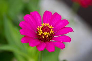 a red flower is photographed in the morning