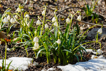 Group of Snowdrops (galanthus) in sping garden. Early bulbous plants in the garden
