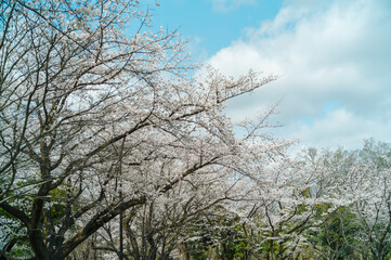 桜