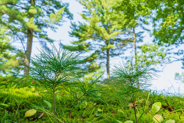 Young pine shoots among moss in the shade close-up in the forest