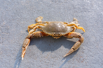 Speckled Crab on Melbourne Beach, Florida. Rare type of crabs - obrazy, fototapety, plakaty