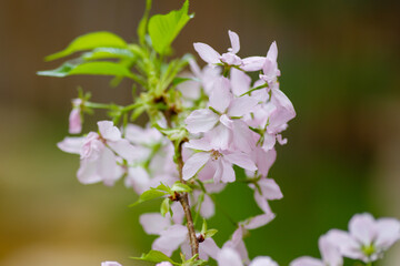 Obraz premium The pink cherry blossoms are close. Cherry blossoms in the greenhouse