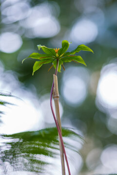 Crow 's eye ( lat. P&aacute;ris ) is a genus of monocot plants of the Melanthiaceae family