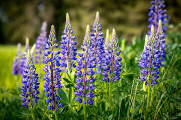 Fresh lupine blooming in spring. Tall lush purple lupine flowers, summer meadow. Blooming lupins in...