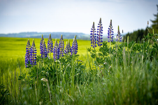 Fresh lupine blooming in spring. Tall lush purple lupine flowers, summer meadow. Blooming lupins in the foreground. Meadows in Bavaria Germany.