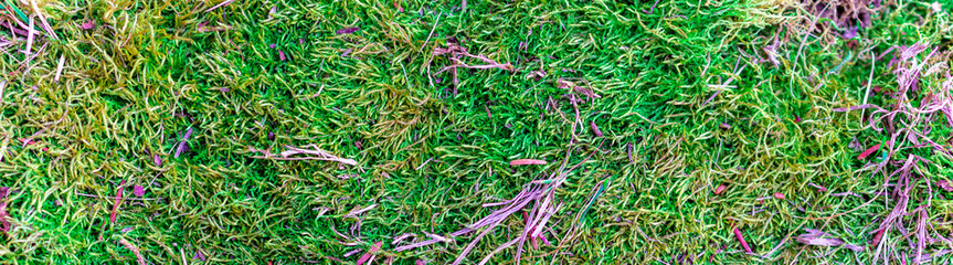 moss background image. lichen background image.