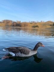 friendly Geese 