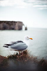 La Mansh Gull