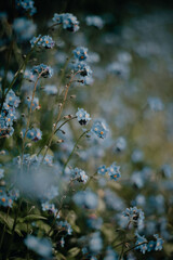 flowers in the water