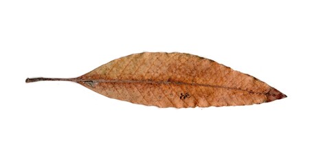 dry leaf isolated on white background	