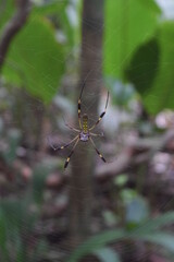 Spinne