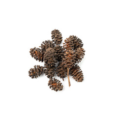 Alder Cones Isolated