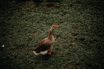 duck in the grass