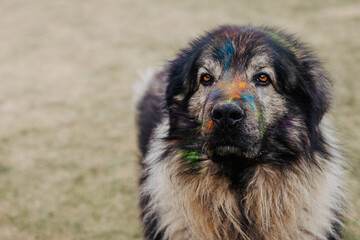 colorful portrait of a dog