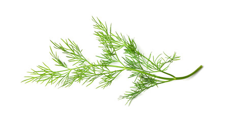 Dill Sprigs Isolated