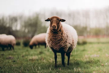 Foto op Plexiglas Kaki schapen in het veld